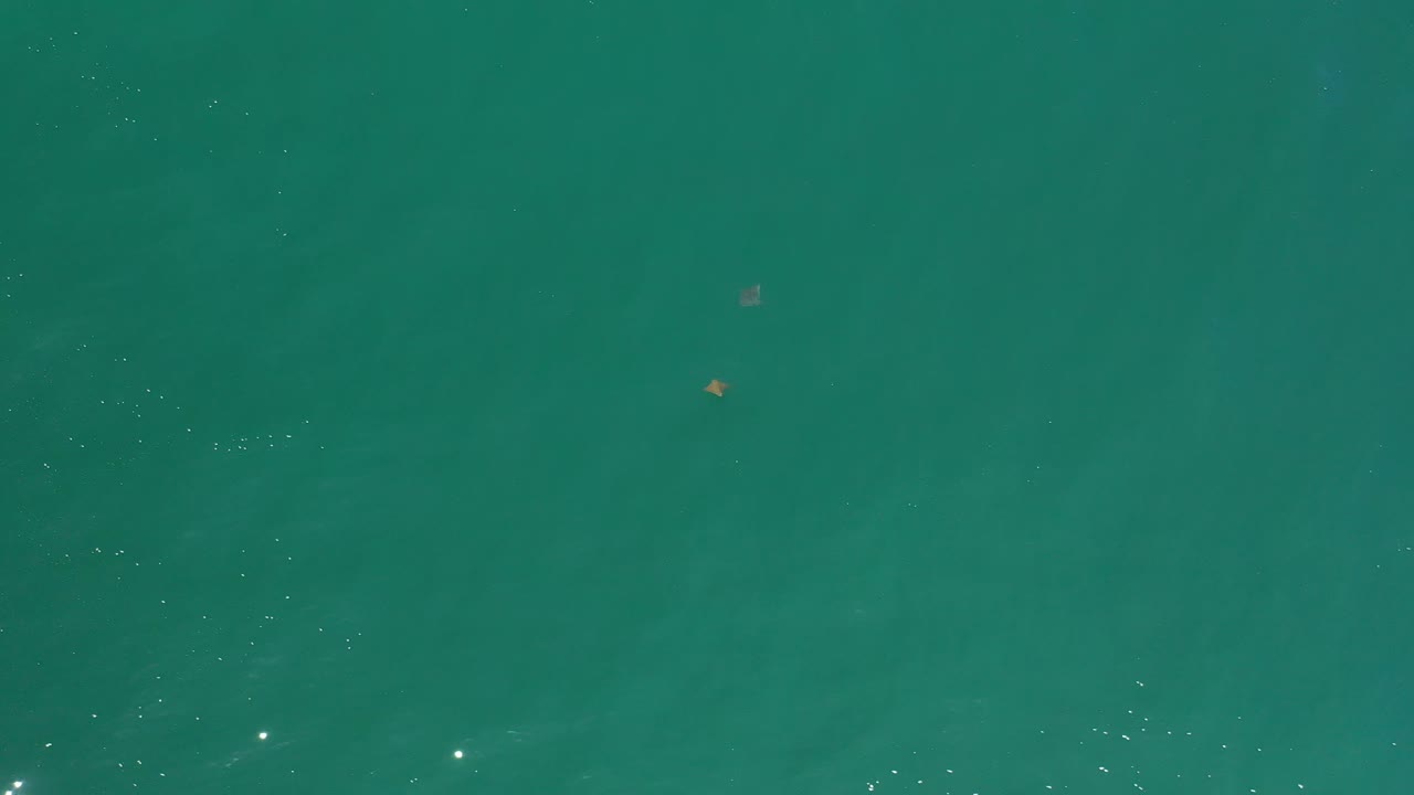 Green water fills the frame in Los Cabos, Mexico, with faint small fish shapes, subtle ripples, and no visible people.