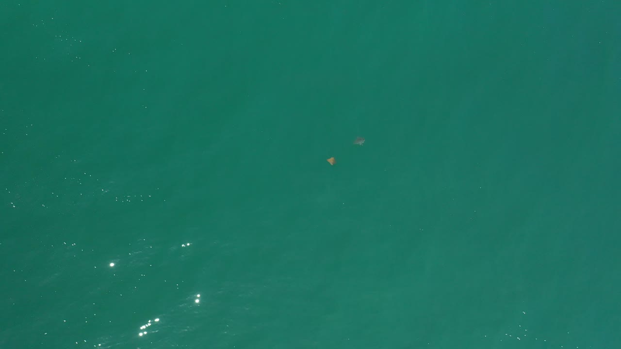 Overhead green water with small fish and bright reflections