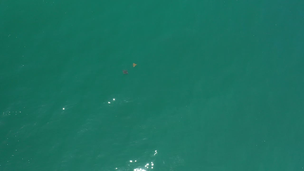 Open green water with faint ripples and bright reflections near the lower right.