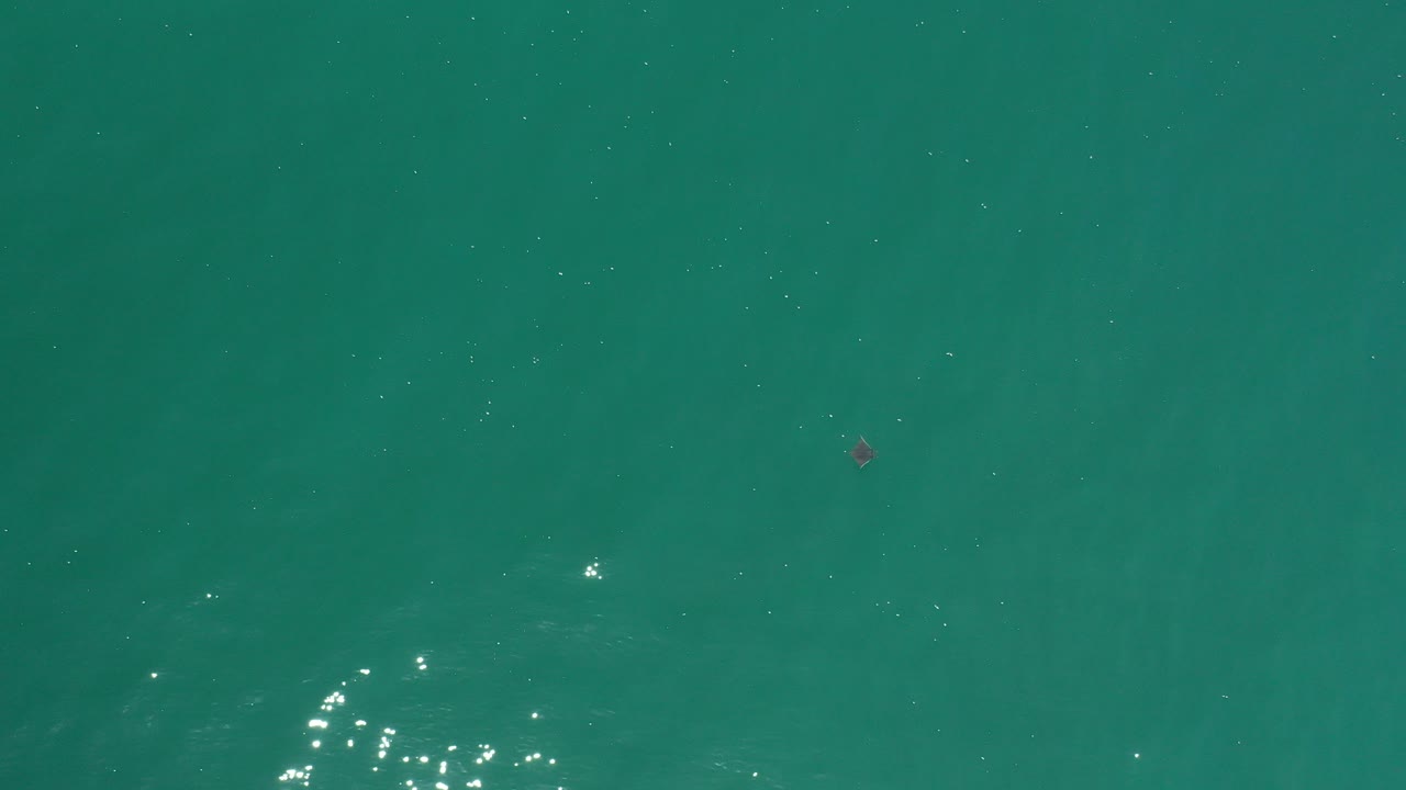 Overhead green sea in Los Cabos, Mexico with scattered sun glints near the lower left and a small dark fish shape near the upper center, no visible people.