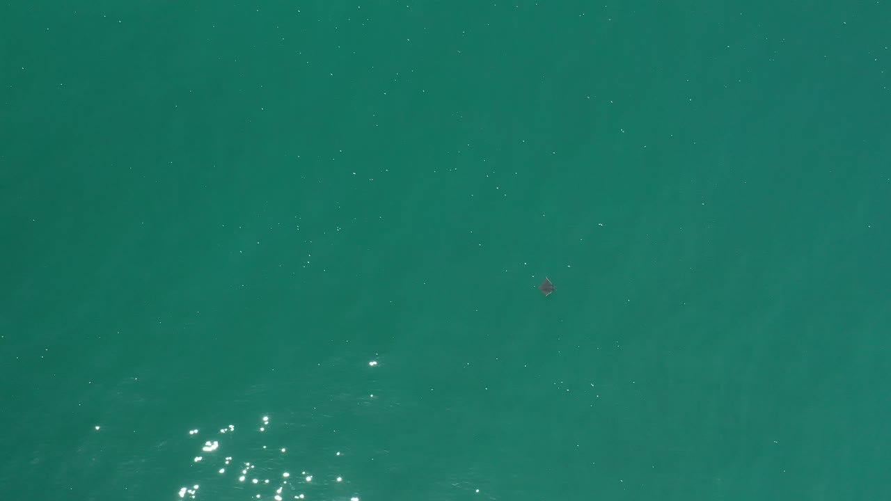 Green ocean water in Los Cabos, Mexico with bright reflected points near the lower middle and a tiny dark fish shape above center, no visible people.