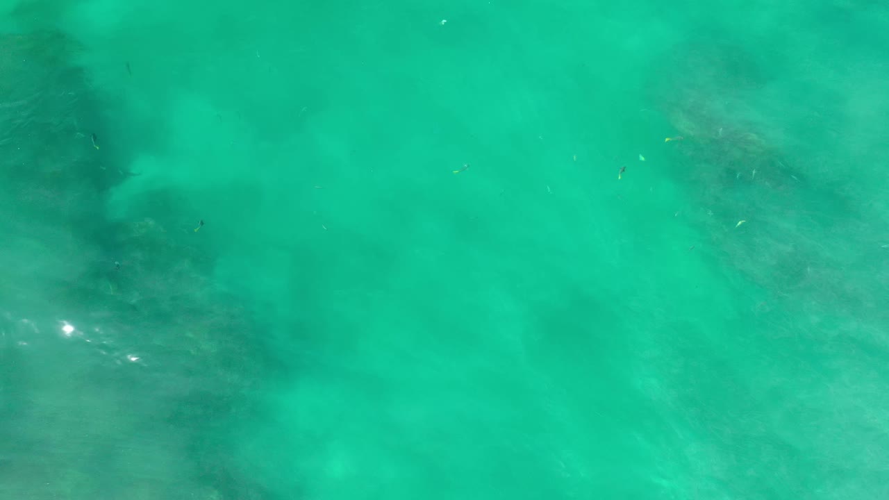 A dark submerged animal shape sits under rippled blue-green Los Cabos water, with small white sun reflections and no visible people.