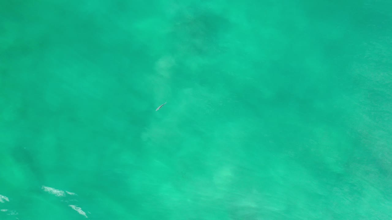 Turquoise water with faint ripples and a small fish near the upper left.