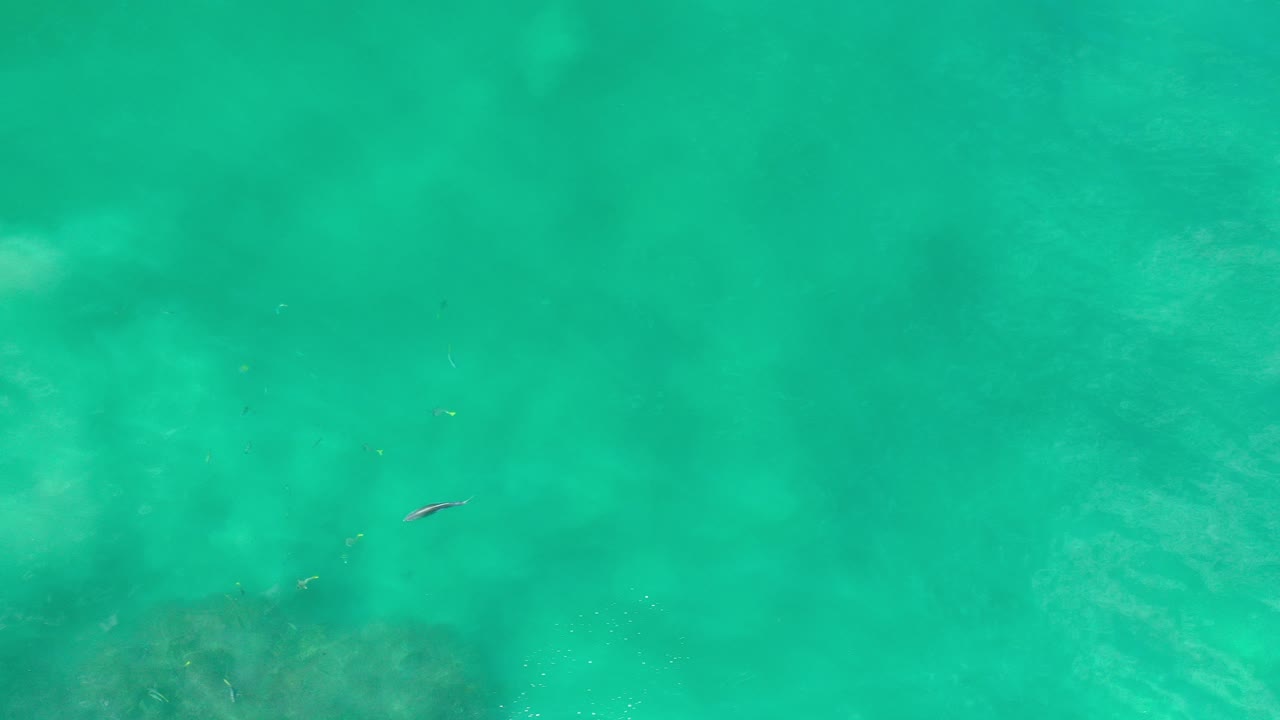 Overhead view of green turquoise water in Los Cabos, Mexico, with a small fish near the left side and algae-covered rocks faintly visible below, no visible people.