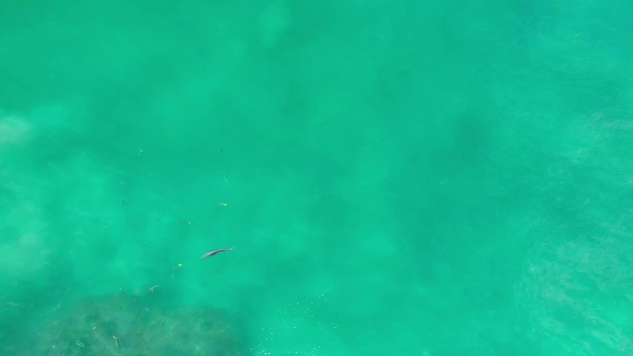 A small fish appears near the center of green Los Cabos water, with pale rock shapes and soft underwater clouding beneath it, no visible people.