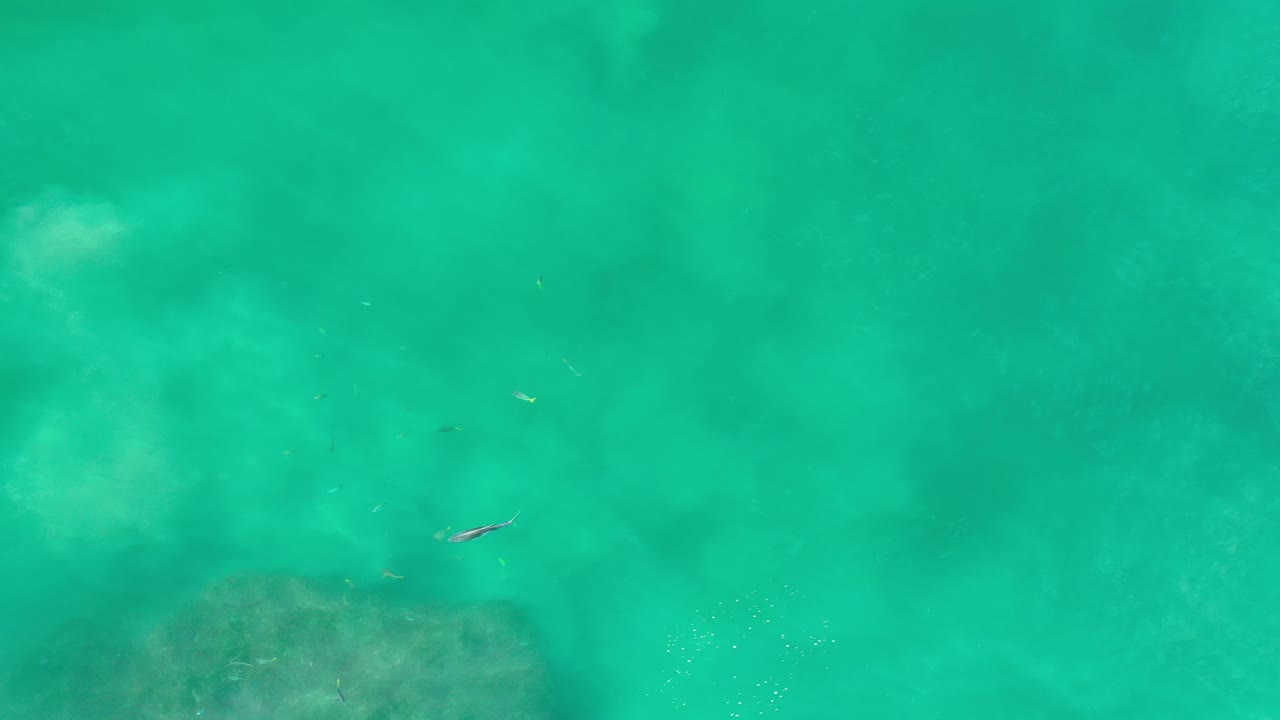 Green water with a small fish and submerged rock near the lower edge.