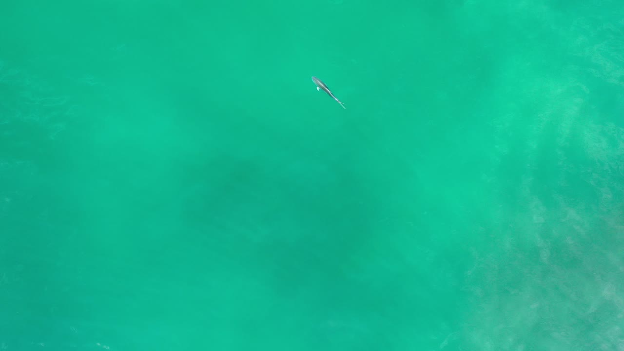 Top-down view of translucent green sea water in Los Cabos, Mexico, with a small dark aquatic shape near the upper left and no visible people.