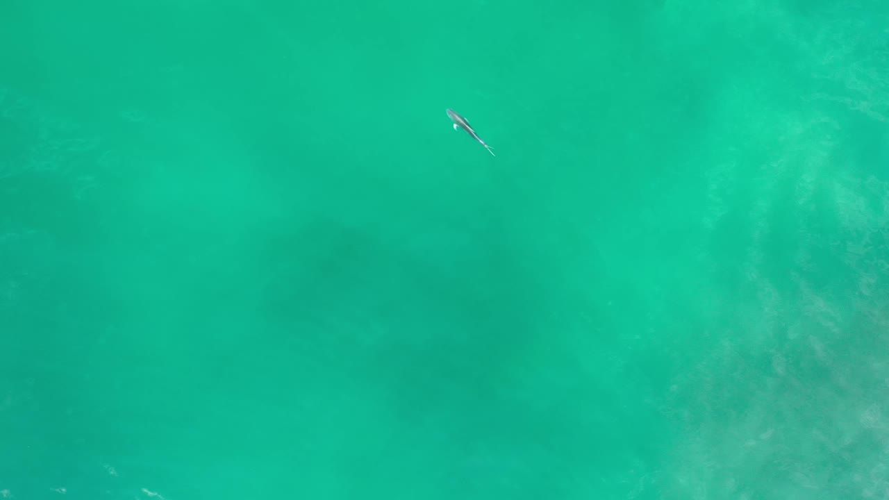 Clear green ocean surface in Los Cabos, Mexico, with pale underwater texture and a small dark aquatic shape near the upper center, no visible people.