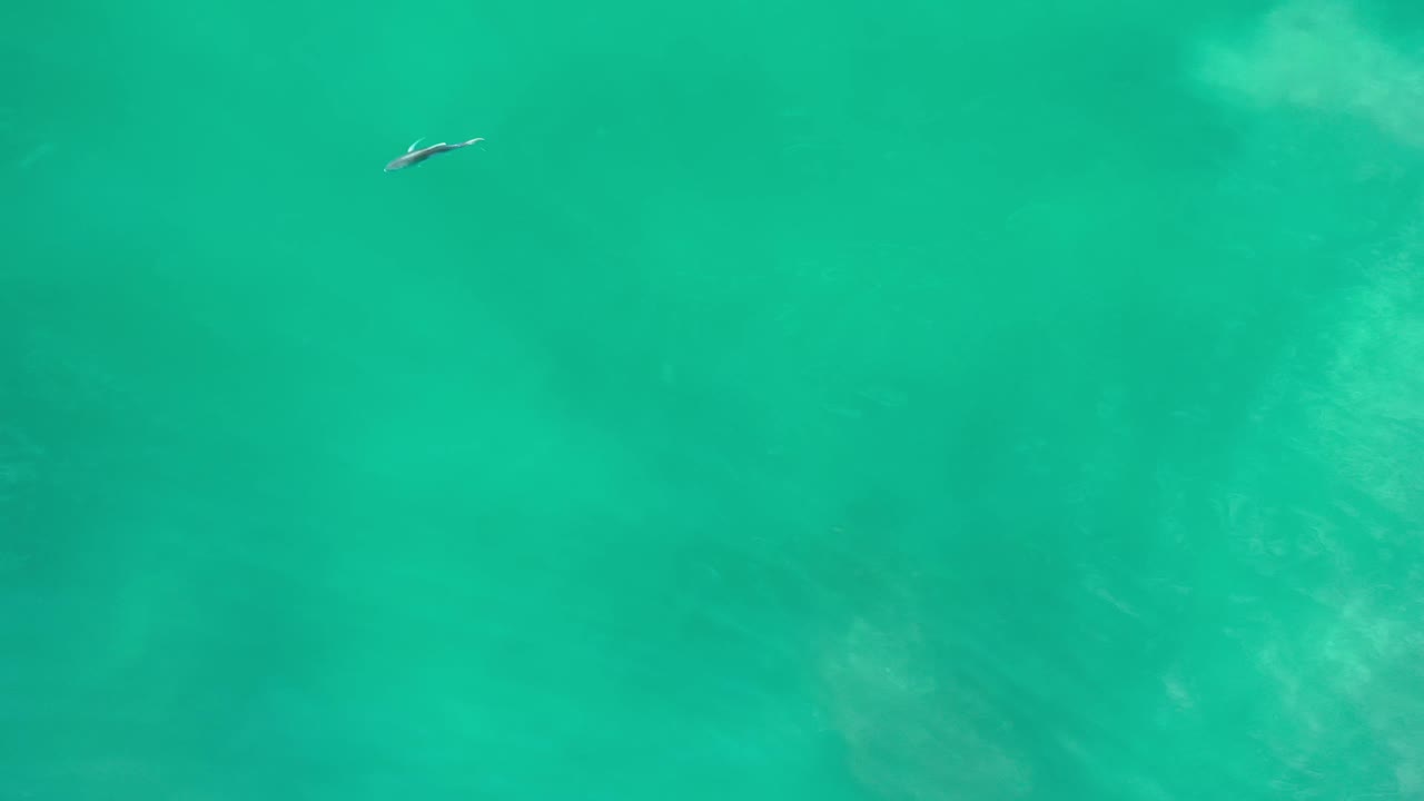 The fish sits near the top of the overhead frame above clear turquoise water in Los Cabos, Mexico, with soft underwater shadows and no visible people.