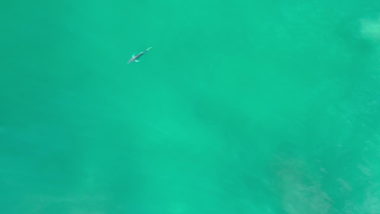 Fish crossing blue-green water