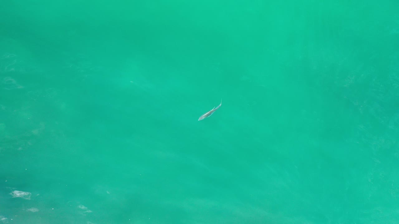 A small fish is visible near the upper part of turquoise water in Los Cabos, Mexico, with faint underwater texture and no visible people.