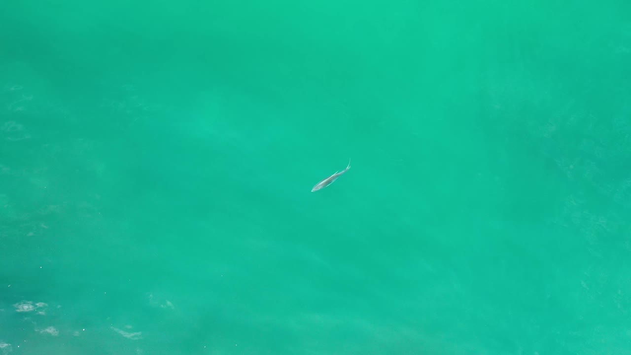 The fish appears over blue-green sea in Los Cabos, Mexico, with muted submerged rock shapes beginning to show beneath the surface and no visible people.