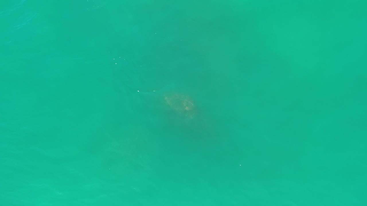Green ocean water with a pale underwater patch at upper right.