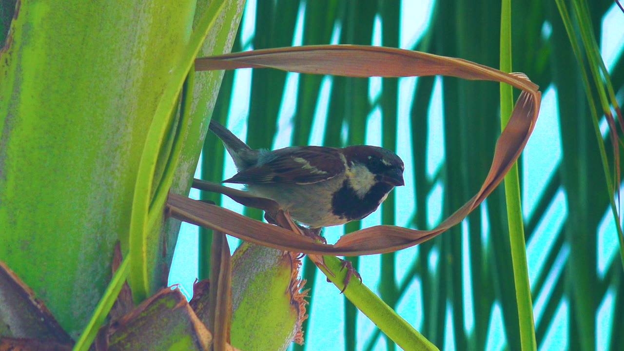 A small dark bird with pale markings perches on a curved brown leaf beside bright green foliage in the Los Cabos Mexico 2020 clip, with blue sky behind and no visible people.