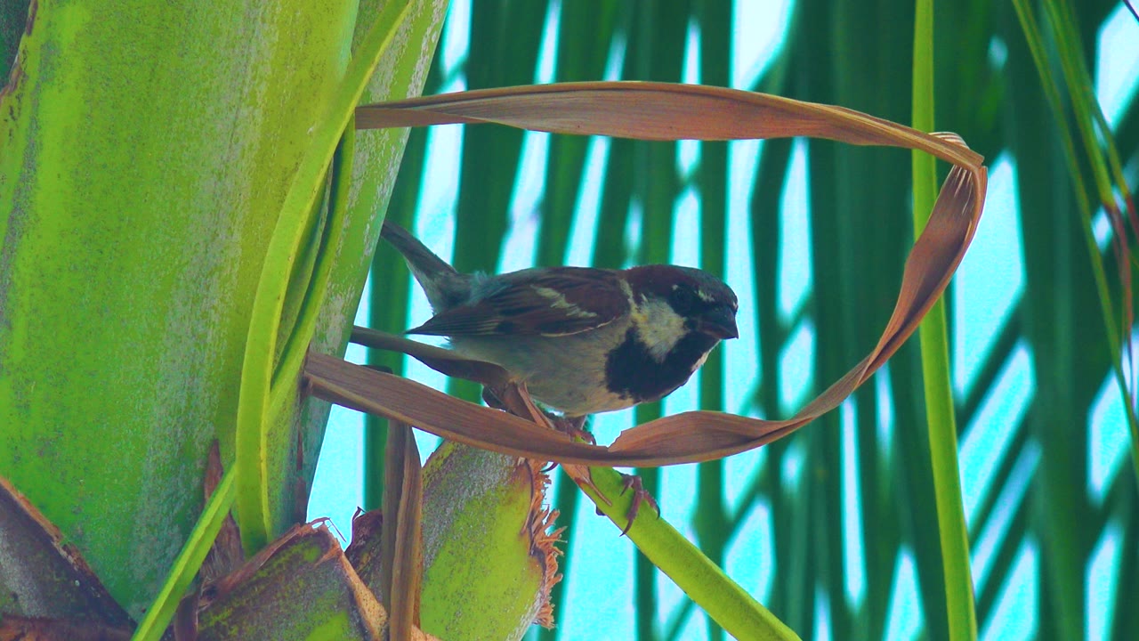 The bird remains on the curved leaf with its head angled slightly forward, framed by the broad green plant at left, vertical fronds, blue sky, and no visible people.