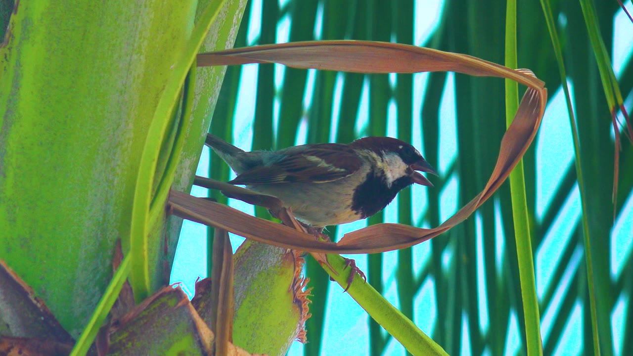 The bird appears with its beak open while perched on the curved leaf, with bright green foliage and long background fronds set against blue sky and no visible people.