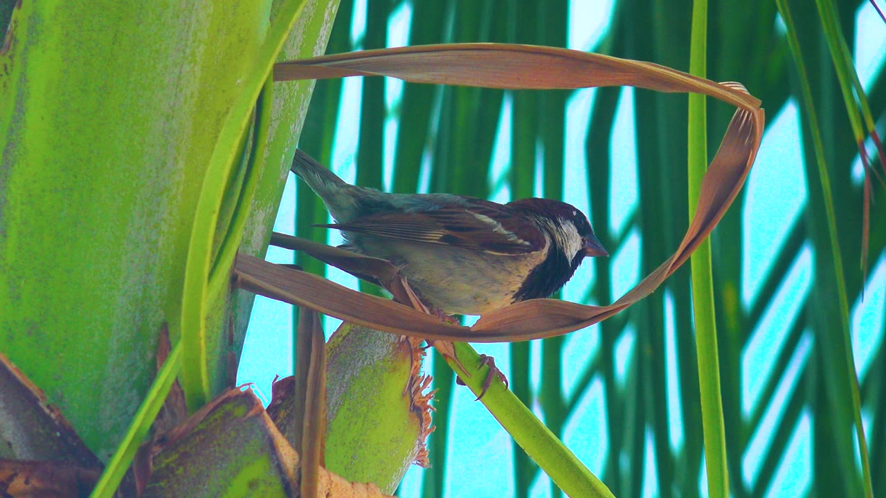 The bird leans lower on the curved brown leaf, partly backed by the bright green plant surface and blue sky, with dense vertical fronds behind and no visible people.