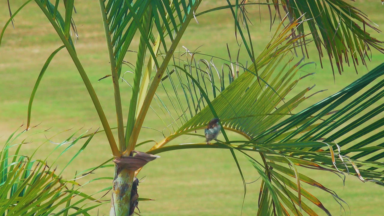 At the start of the Los Cabos clip, a tiny brown bird sits on a palm frond among green leaves with no visible people.