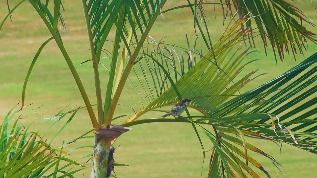 At 0:02, the bird is farther along the palm frond, with more open soft green background visible behind it and no visible people.