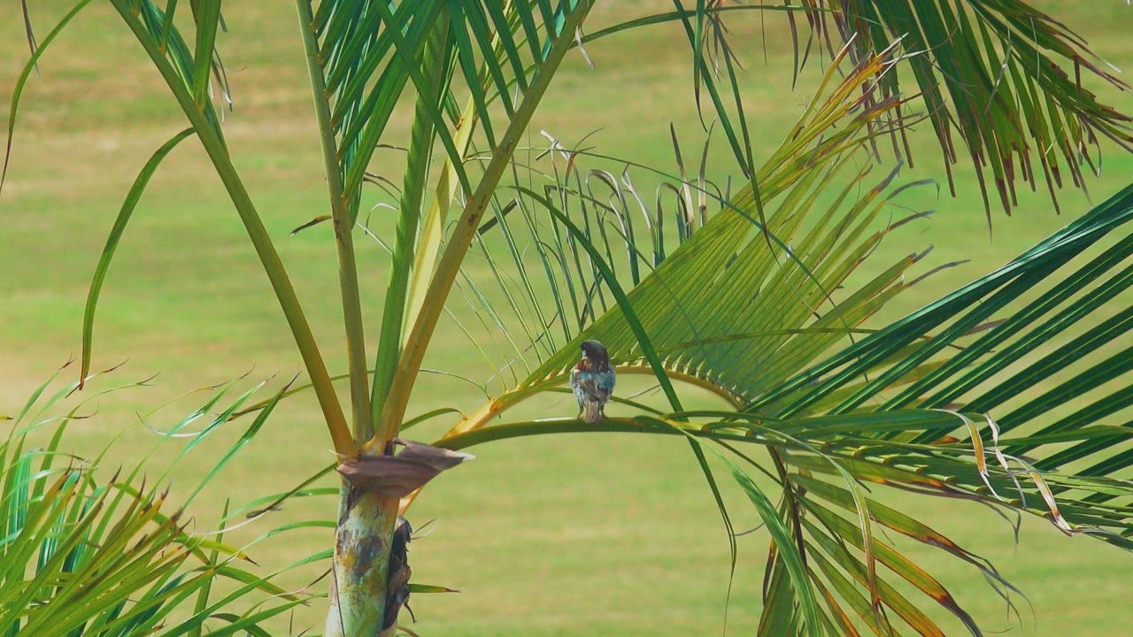 At 0:03, the tiny bird faces more toward the camera while perched on a drooping palm frond in the Los Cabos footage, with no visible people.
