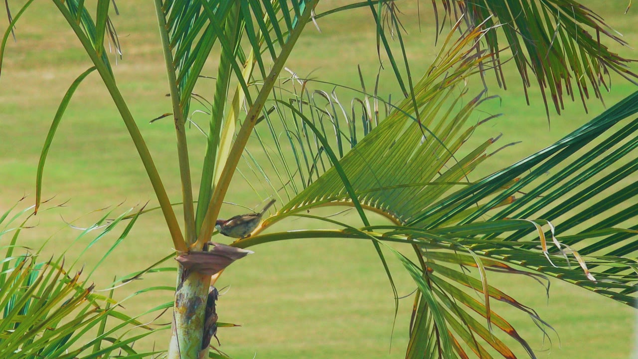 Small bird resting on a palm frond beside a palm trunk.