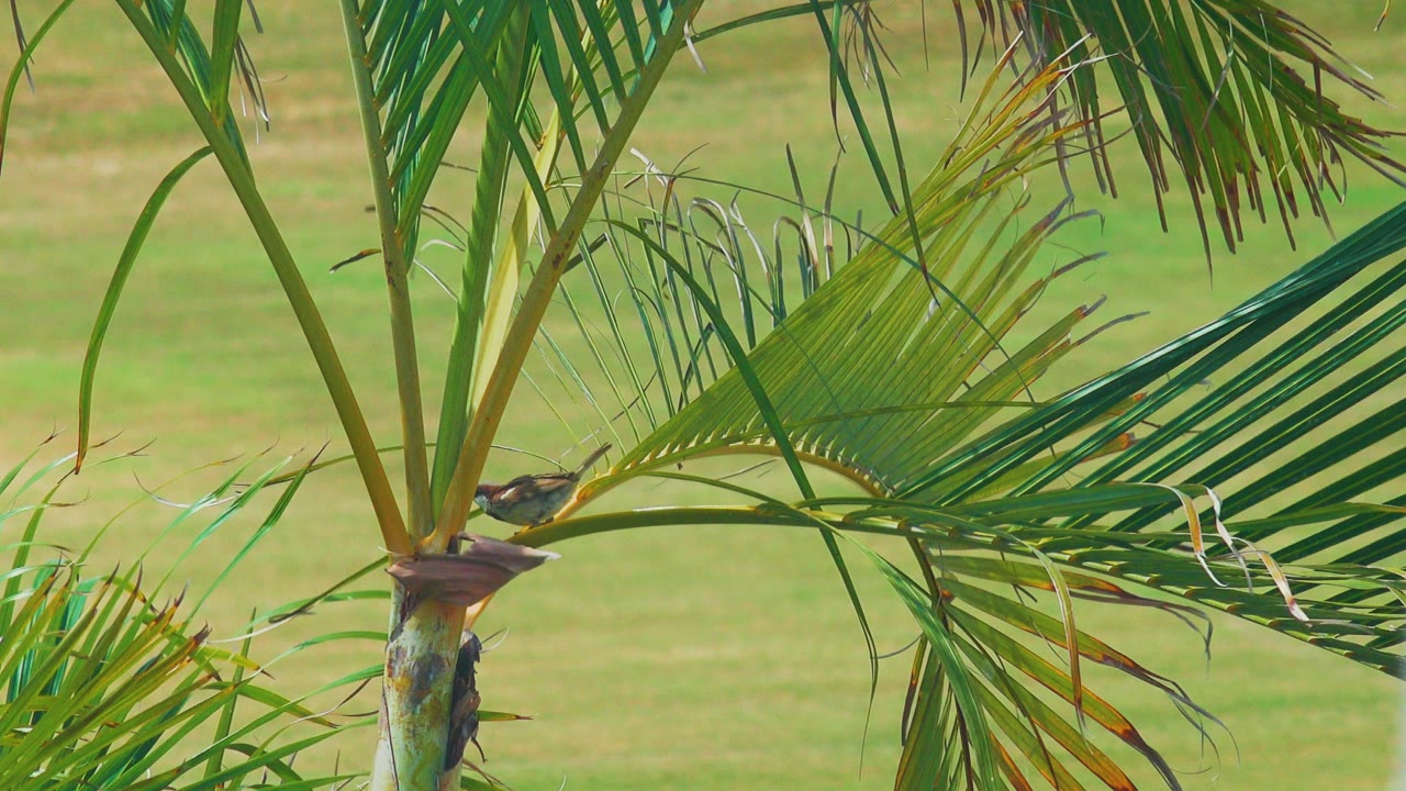 Small bird remains perched low on the palm frond in Los Cabos, Mexico, partly framed by diagonal green leaves and a muted grassy background with no visible people.