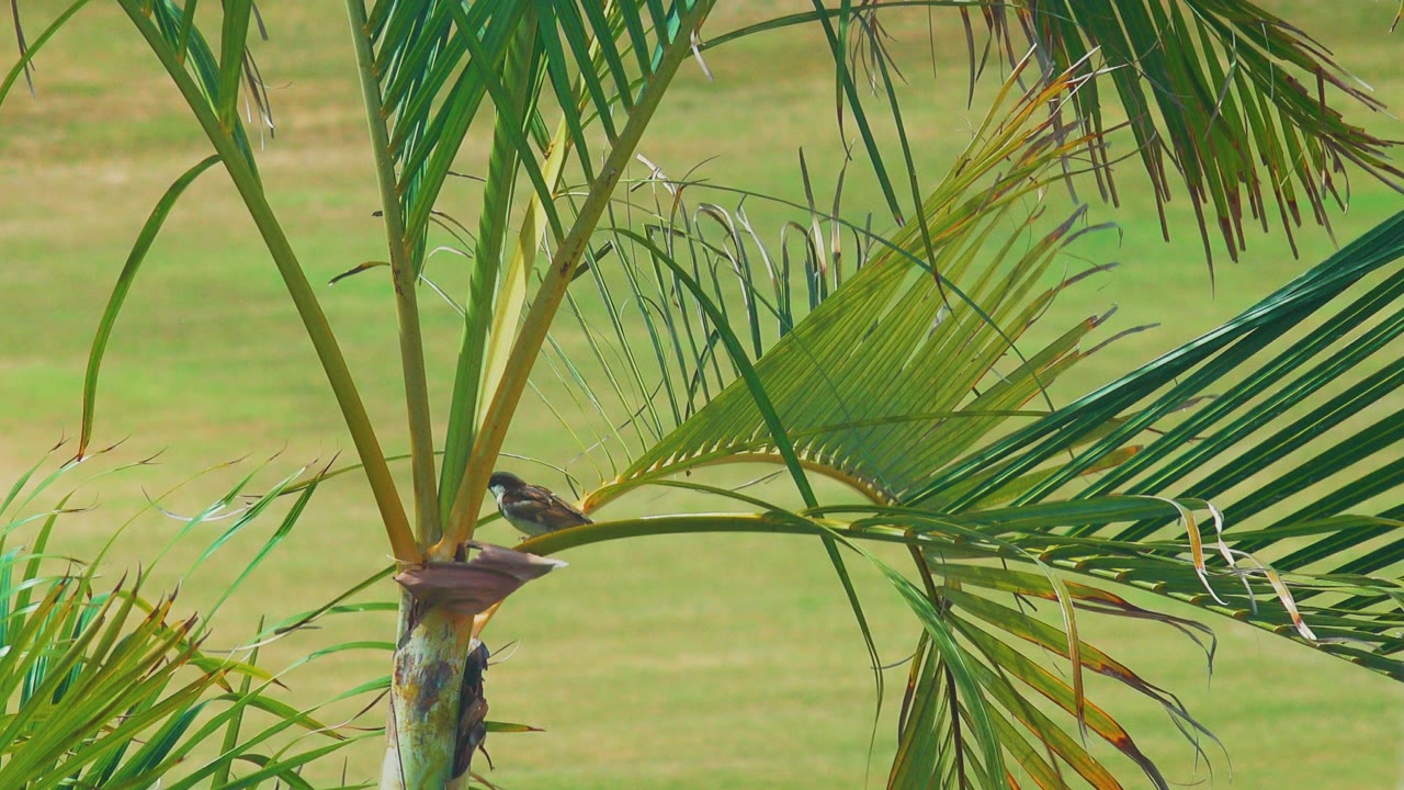 The bird sits near the palm trunk under long green fronds in Los Cabos, Mexico, with layered leaves crossing the frame and no visible people.