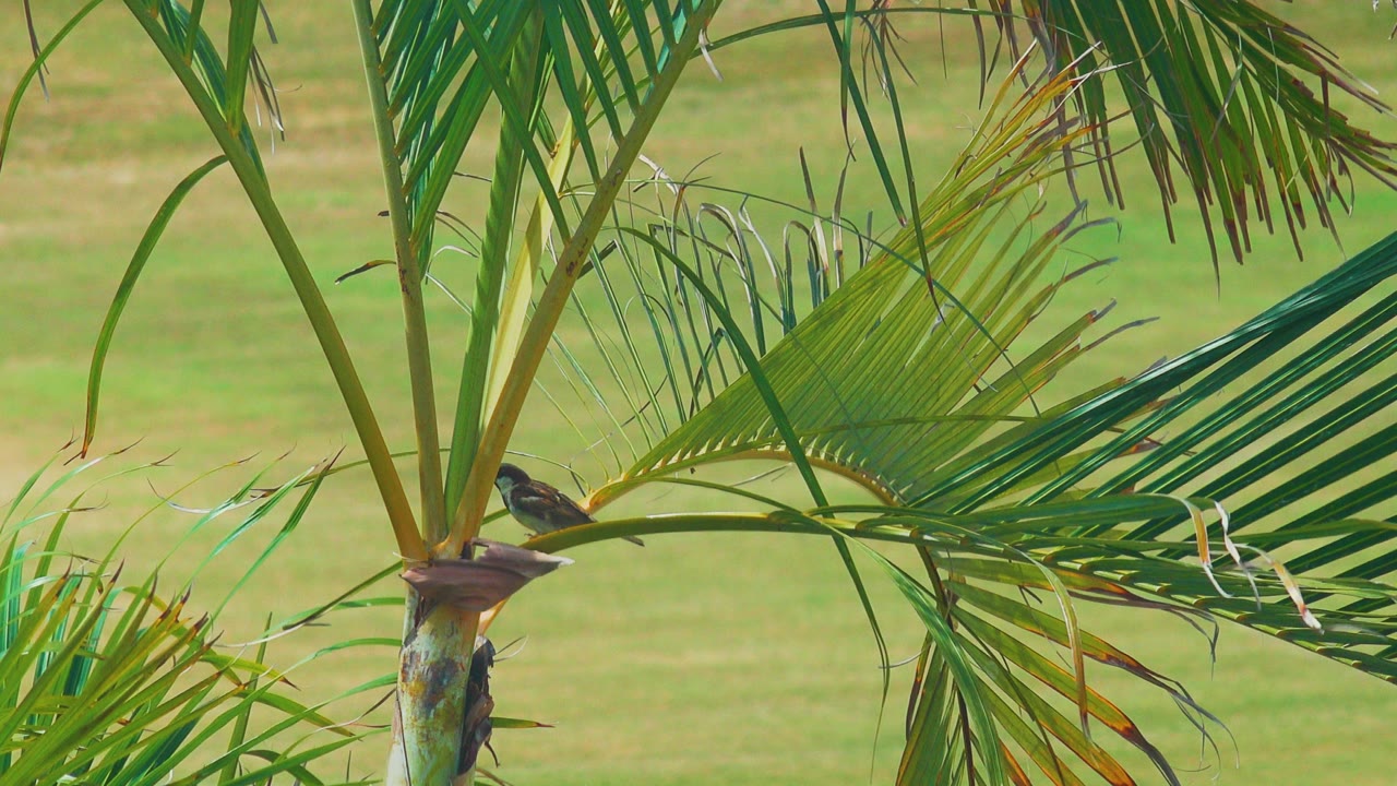 A small bird rests along the base of a palm frond in Los Cabos, Mexico, while the trunk and crisscrossed green leaves fill most of the frame with no visible people.