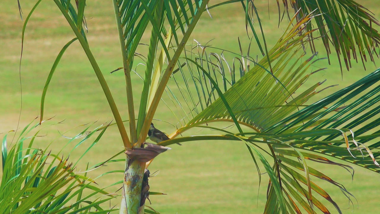At 0:00, a small dark bird perches near the base of a palm frond in Los Cabos, Mexico, with green leaves crossing the frame and no visible people.