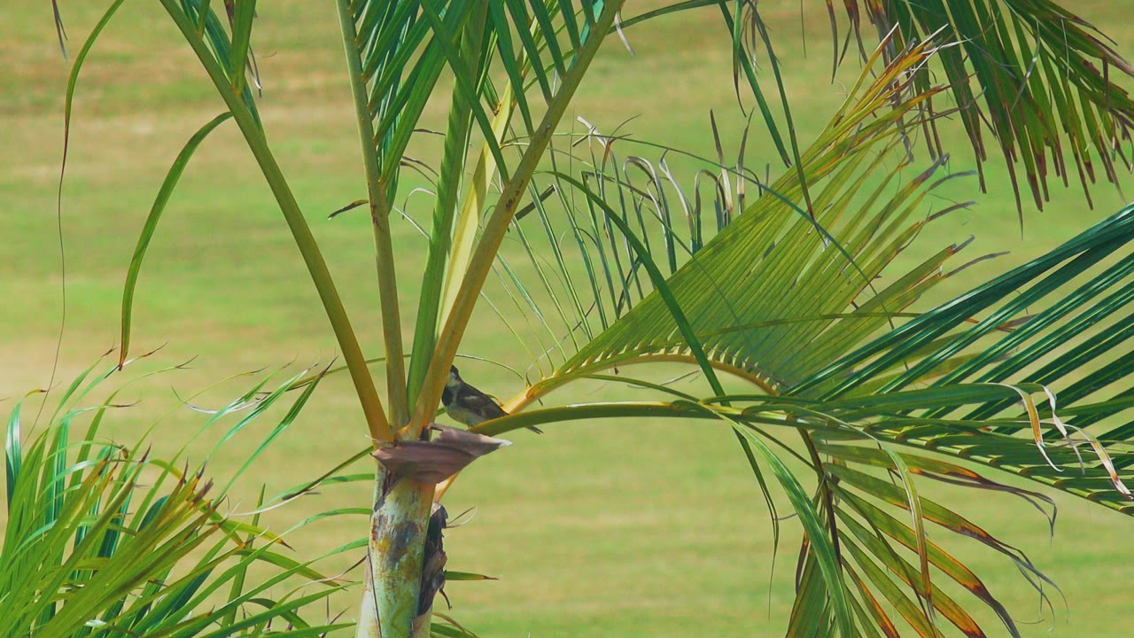 At 0:01, the bird remains perched beside the palm trunk in Los Cabos, Mexico, framed by long green fronds and a soft grass background with no visible people.