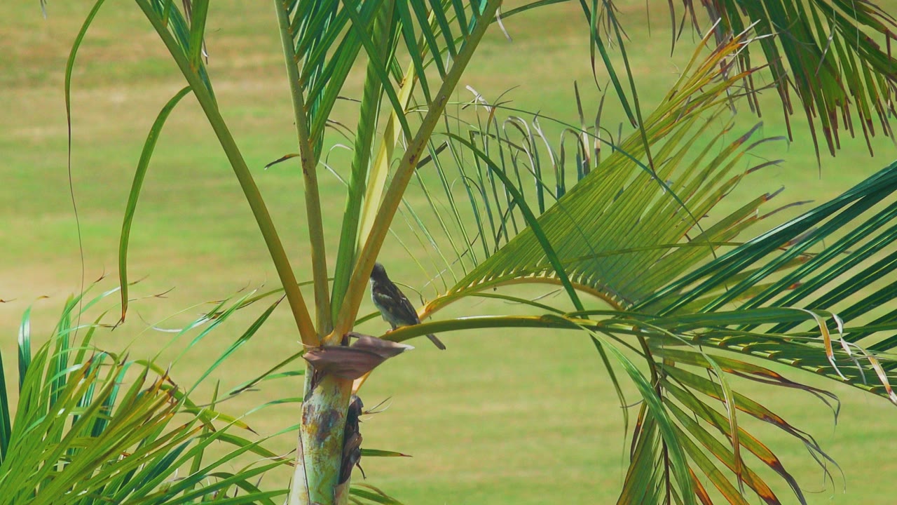 At 0:03, the bird sits low along a palm frond in Los Cabos, Mexico, while the trunk and broad green leaves fill most of the frame and no people are visible.