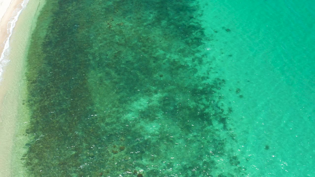 Aerial frame in El Sargento La Ventana, Mexico, with a narrow sandy shoreline on the left, dense dark seaweed patterns under green-blue water, and no visible people.