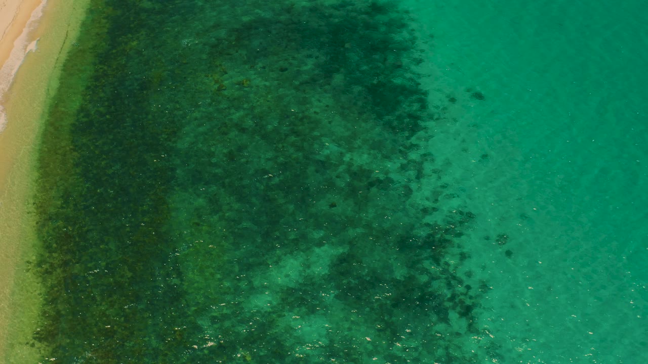 Overhead view in El Sargento La Ventana, Mexico where a narrow sandy beach borders a broad dark green algae band, with brighter turquoise water opening across the right side and no visible people.
