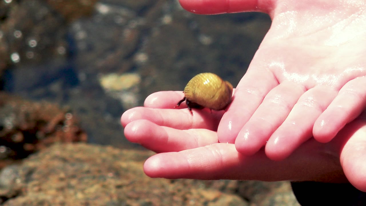 A small shell with a crab sits on wet open hands over shallow rocky water in El Sargento La Ventana, Mexico.