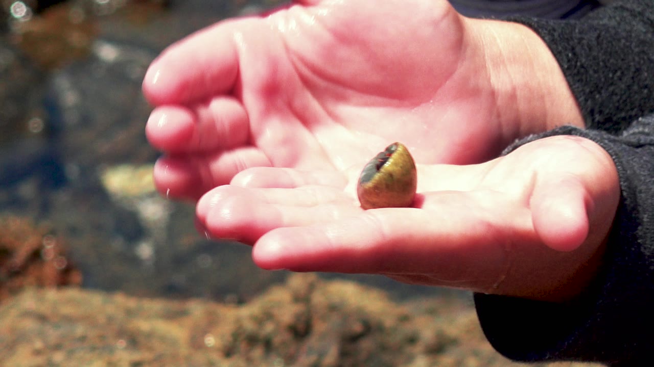 Cupped hands hold the small shell closer to the right side of frame, with wet rocks and water blurred behind in El Sargento La Ventana, Mexico.