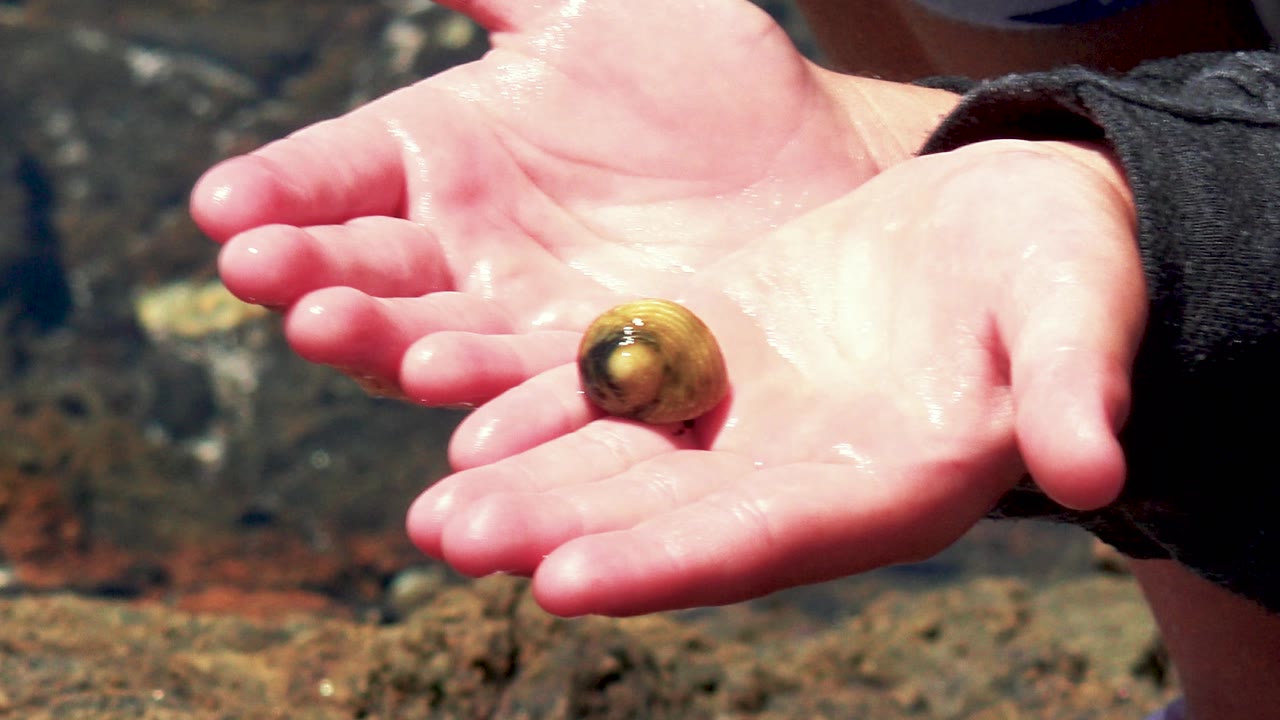 Open palm with a hermit crab shell against sunlit water.