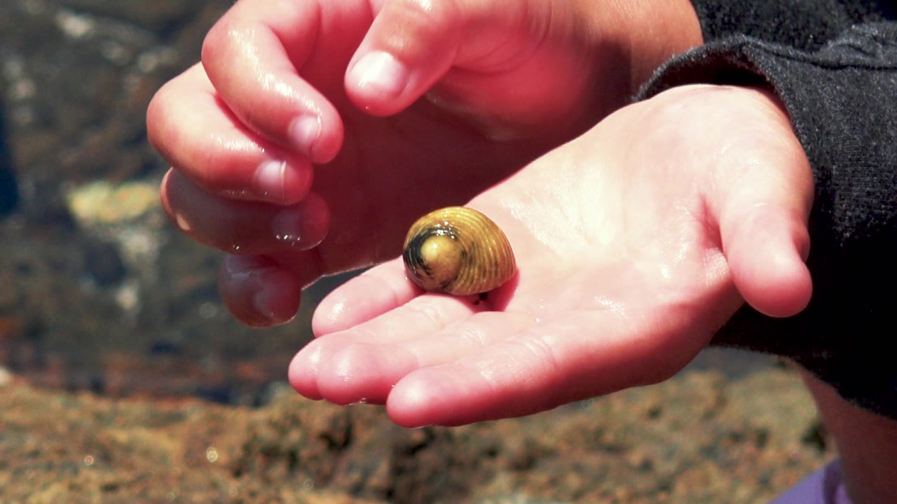At 0:02 in El Sargento La Ventana, Mexico, a second wet hand enters above the palm while the small shell stays cradled near the center.
