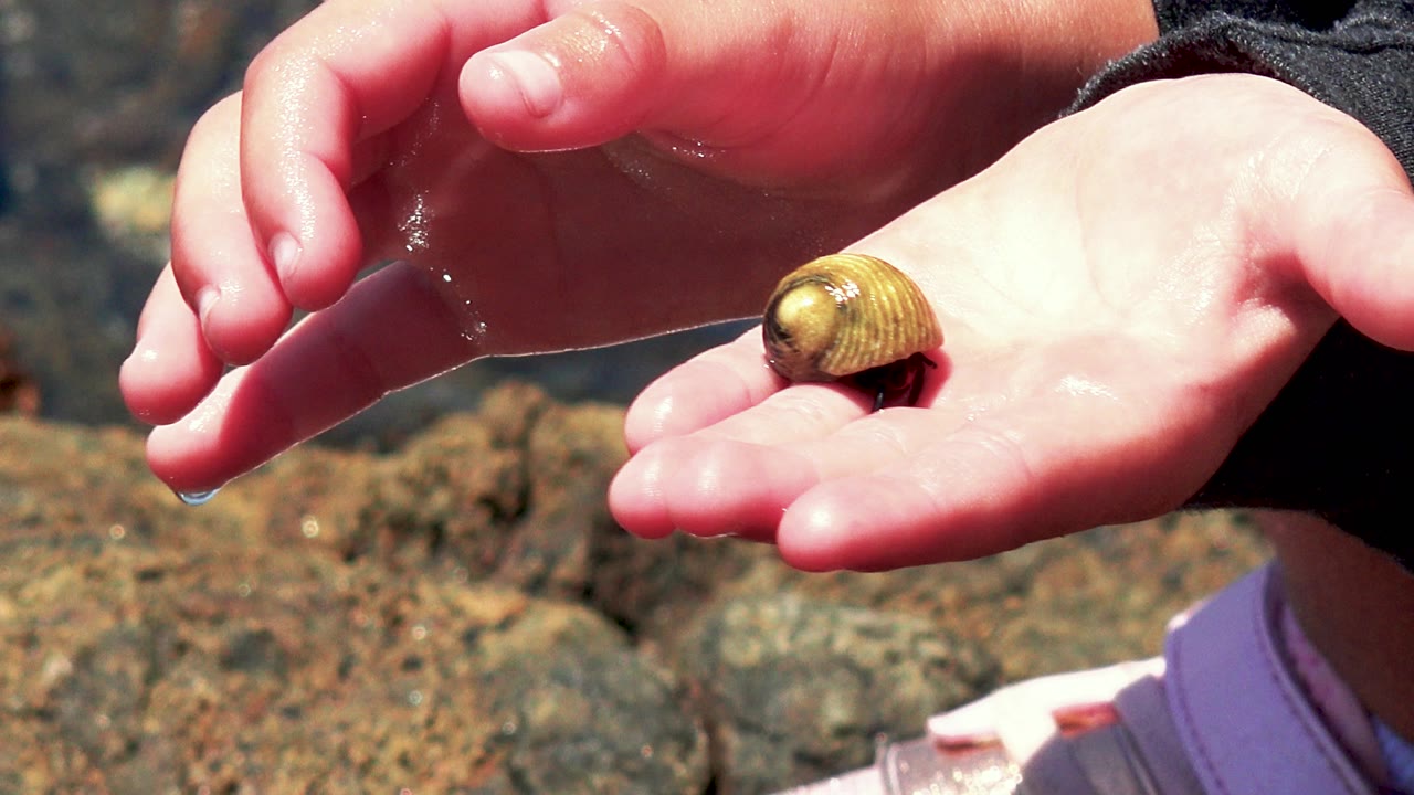 At 0:00 in El Sargento La Ventana, Mexico, a small yellow-brown shelled sea animal rests on an open palm while another wet hand hovers above it near shallow rocky water.