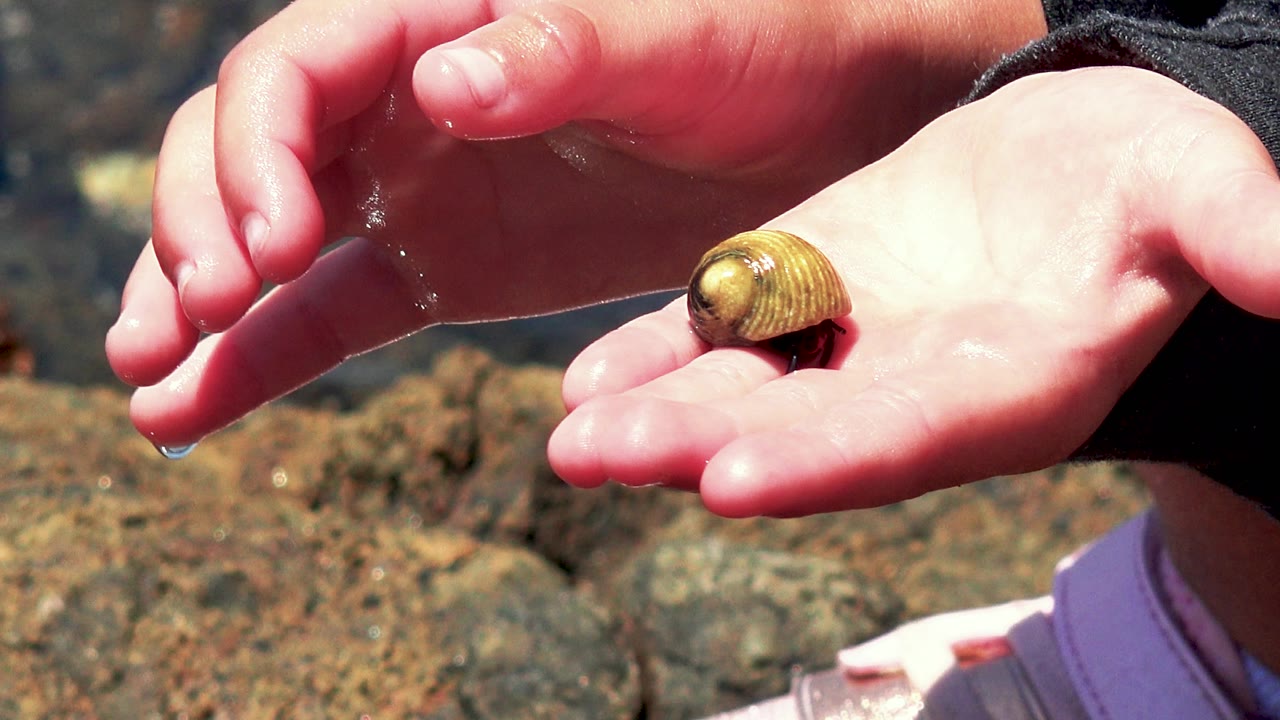 At 0:01 in El Sargento La Ventana, Mexico, the shell remains centered on the palm as sunlight highlights wet fingers, shallow water, and blurred rocks behind it.