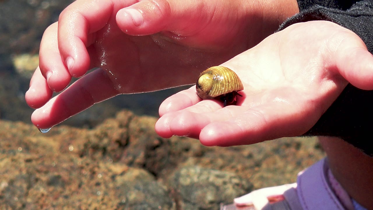 At 0:02 in El Sargento La Ventana, Mexico, a wet hand curves above the animal while the ridged shell catches bright light against dark shallow water and rocks.