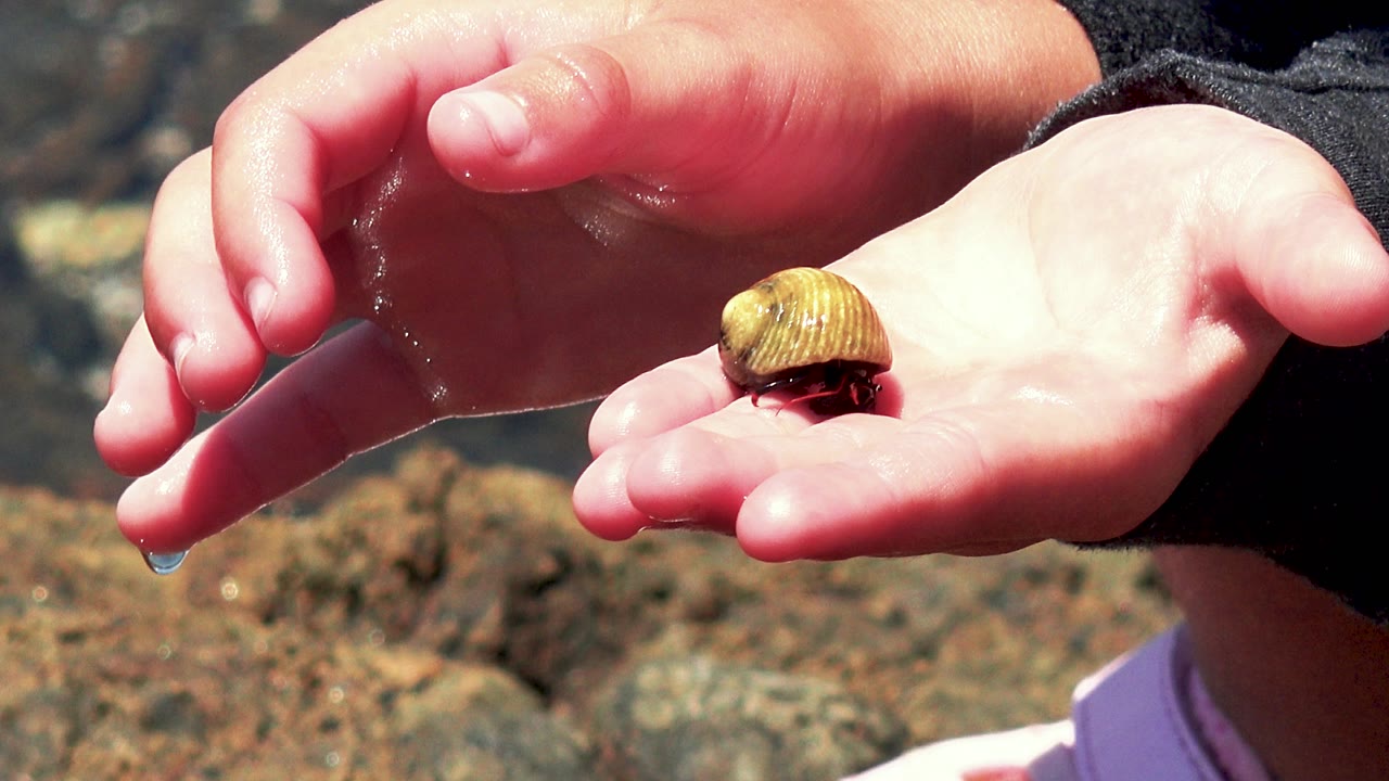 At 0:03 in El Sargento La Ventana, Mexico, the small shelled animal sits near the center of the palm as the upper hand and bright highlights frame it over rocky shallows.