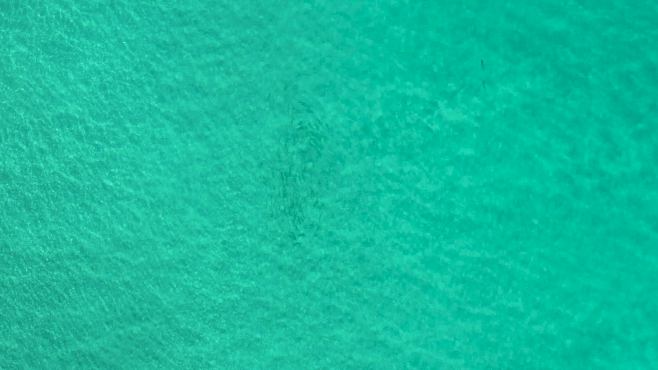 Blue-green water surface with light ripples.
