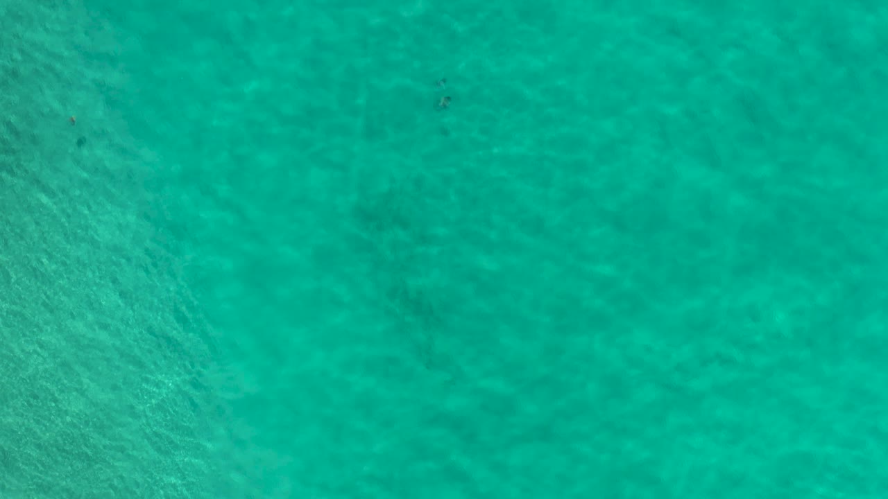 Green ocean surface with tiny dark speck under the water