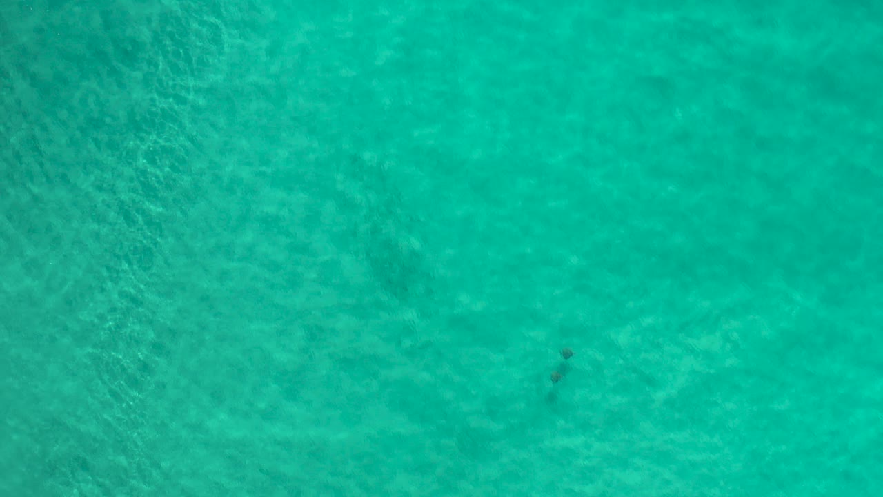Small dark fish school appears left of center in clear aquamarine shallows in Los Cabos, Mexico, with rippled water texture and no visible people.