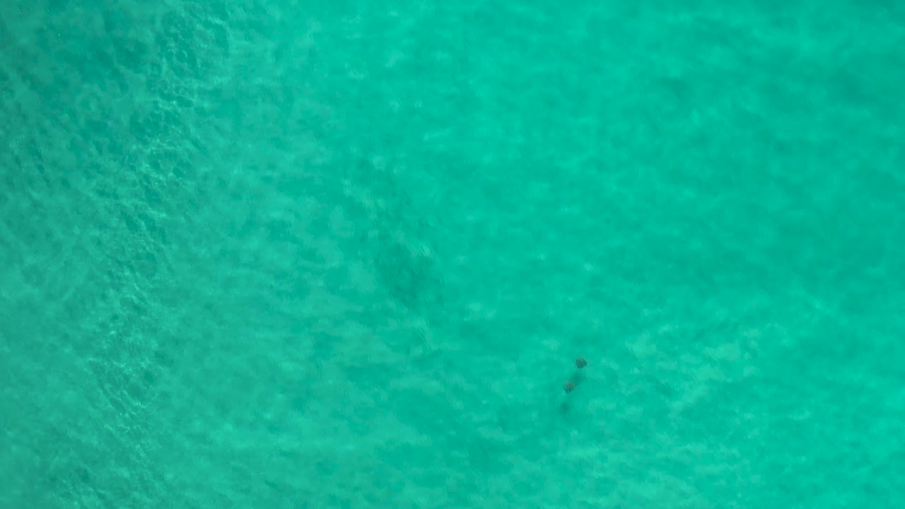 Fish school over rippled turquoise shallows