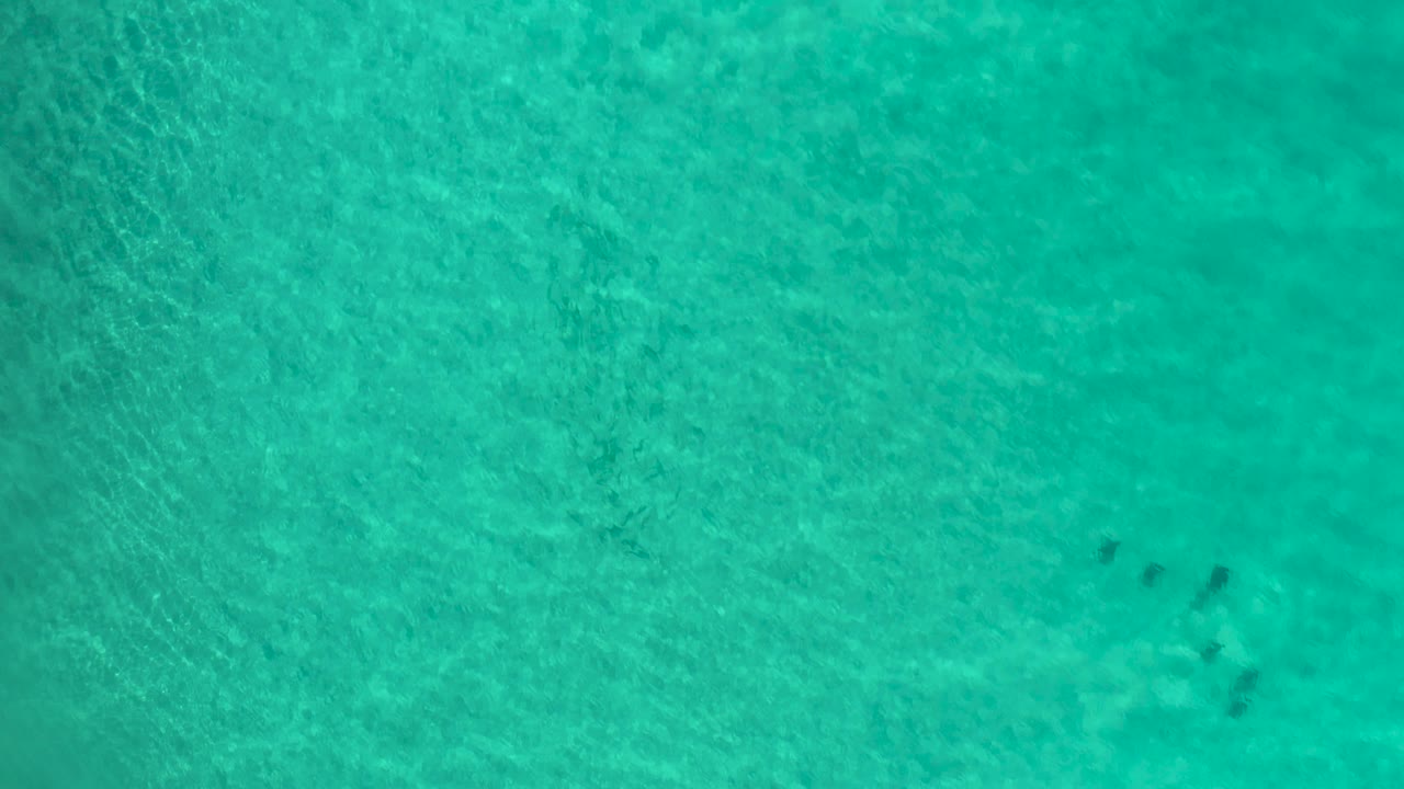 Aerial view in Los Cabos, Mexico, showing small dark turtle shapes near the right side of the blue-green water, with no shoreline, boats, or visible people.