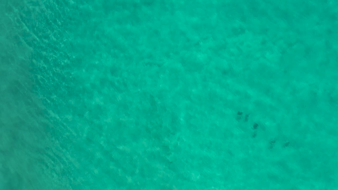 Overhead Los Cabos water frame with several small dark fish shapes clustered near the center right and no visible people.