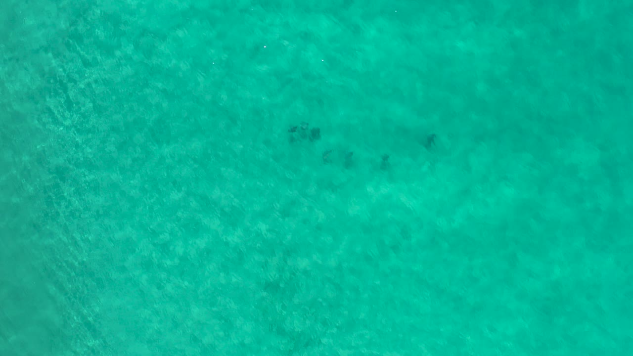 Small fish schools over green underwater sand