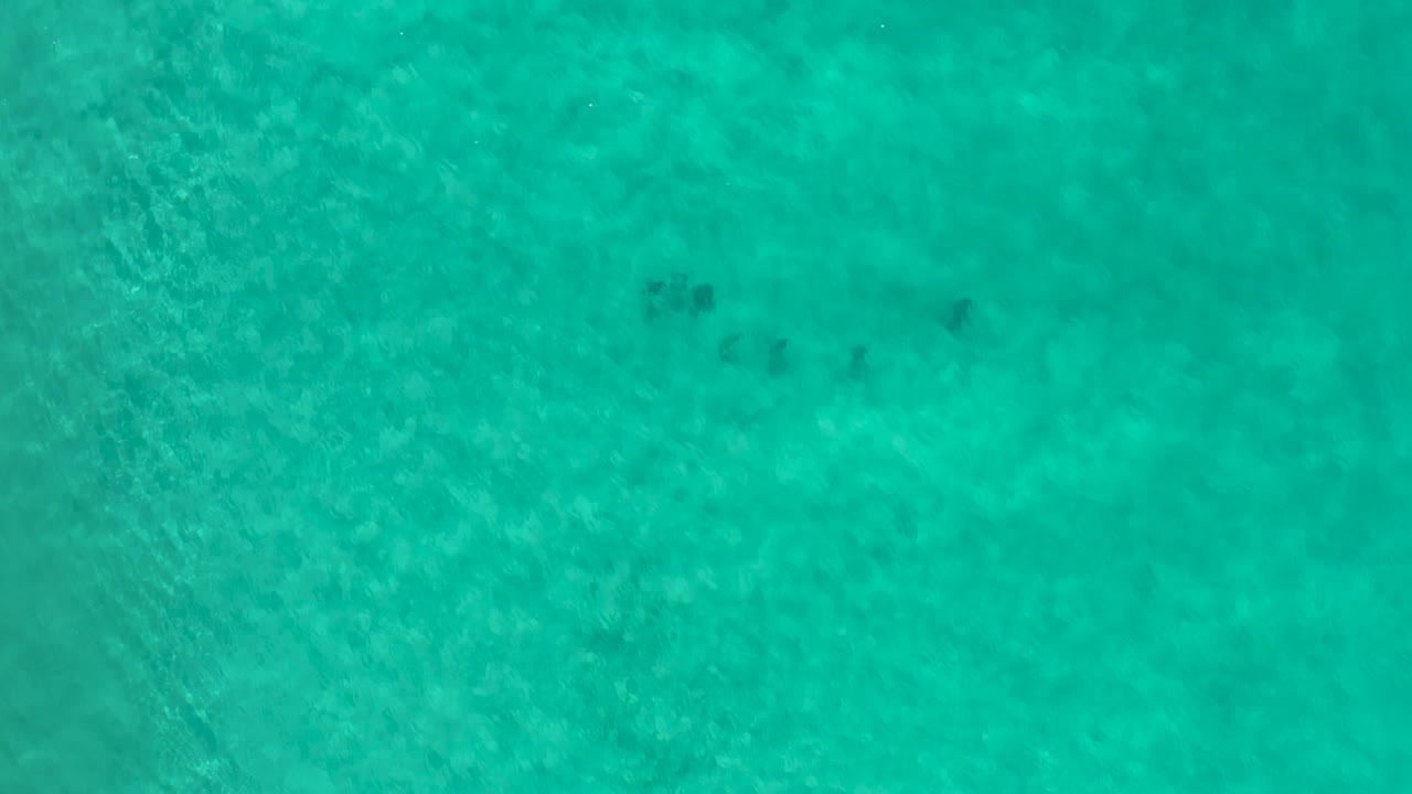 A loose dark fish cluster sits left of center over the sandy bottom in green Los Cabos water, with no visible people.