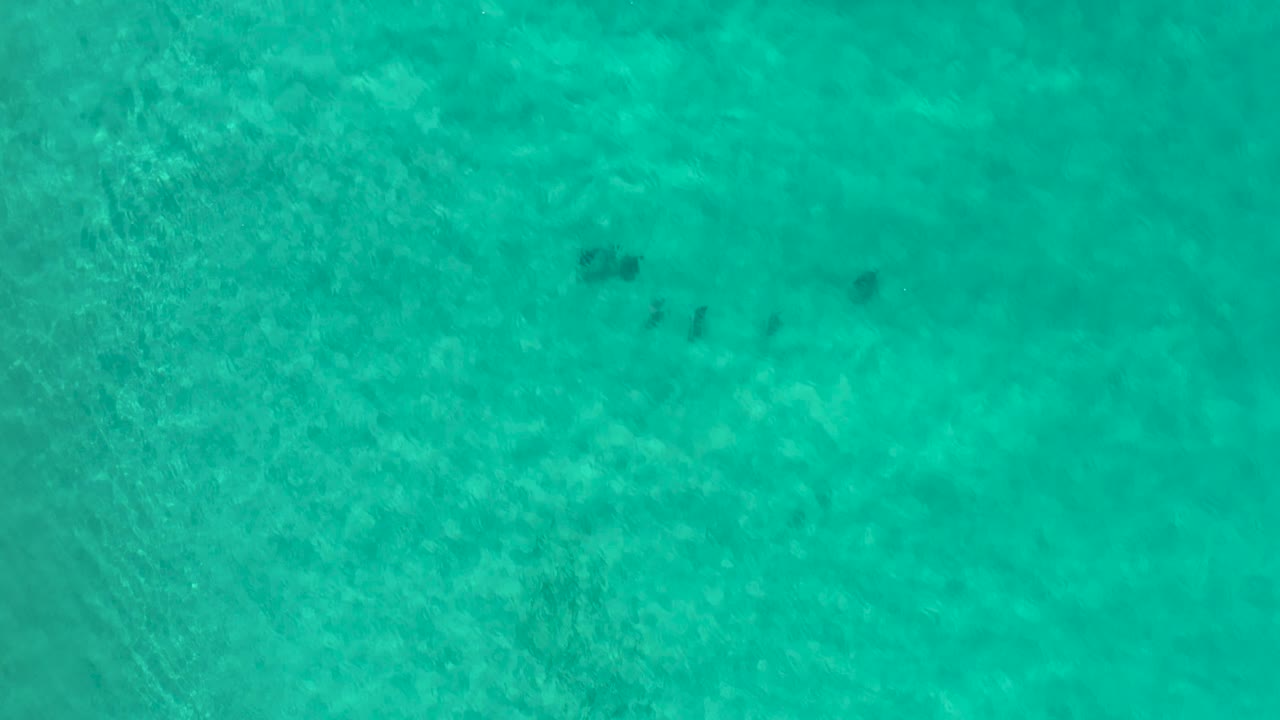 Scattered dark fish shapes appear across a rippled green-blue seabed in Los Cabos, Mexico, with no visible people.